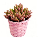 Easter Pink Woven Basket Succulent - Low-Maintenance Spring Home Decor & Unique Gift