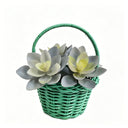 Easter Green Woven Basket Succulents - Spring Pastel Home Decor & Unique Hostess Gift