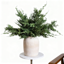 Advanced Cuttings for Greenery